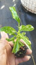 Lemon Of Puerto Rico 6''to 12'' Live Tree Outdoor Living - $64.99
