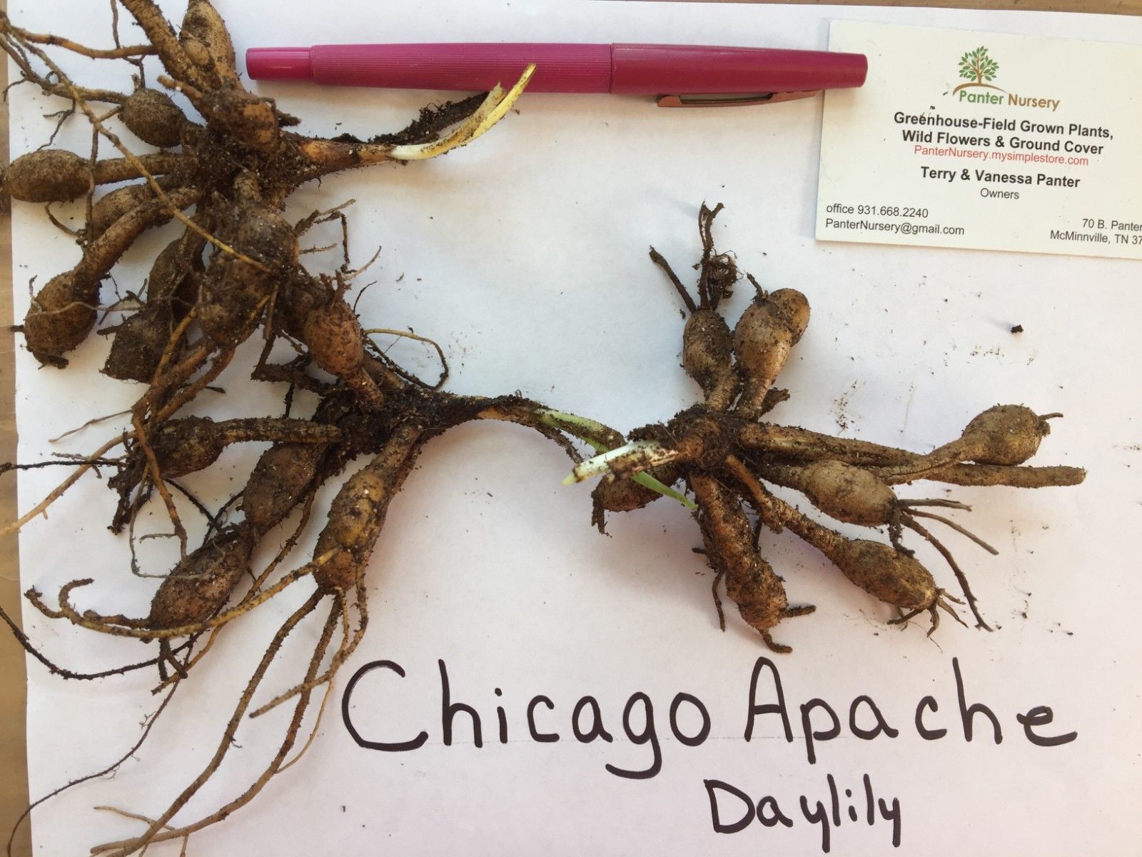 CHICAGO APACHE Daylily 3 fans/root system (Hemerocallis) - Seeds