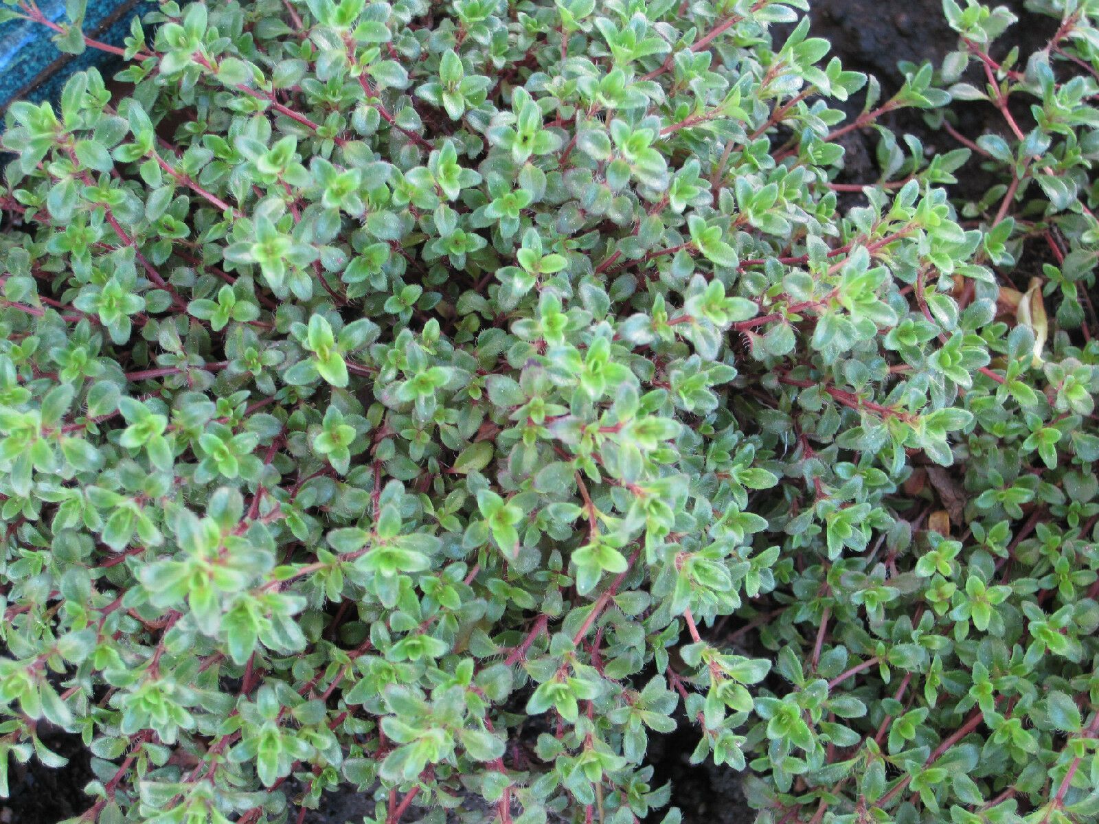 Thyme, Creeping Thyme, Walk On Me, 880 Seeds! Groco* Buy Us Usa 