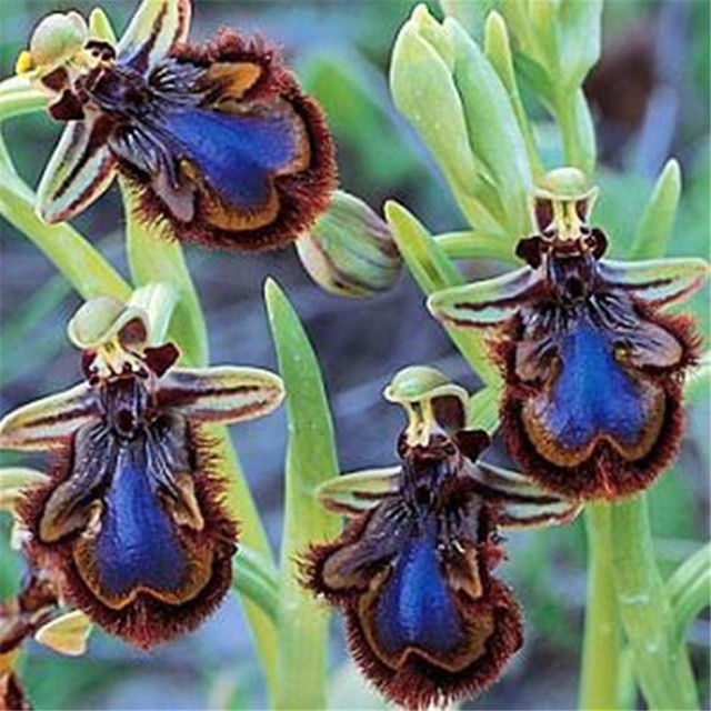 100 Seeds China Rare Flower Bee Orchid Flower Seed Smile