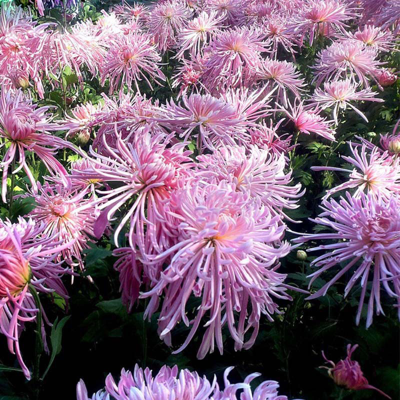 100 Pcs Rare Fireworks Pink Chrysanthemum Seeds Chrysanthemum