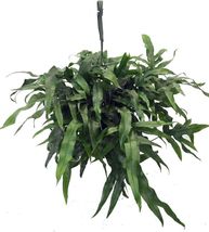 6&quot; Pot Microsorium Kangaroo Diversifoliums Paw Fern Easy To Grow Home Li... - $87.80
