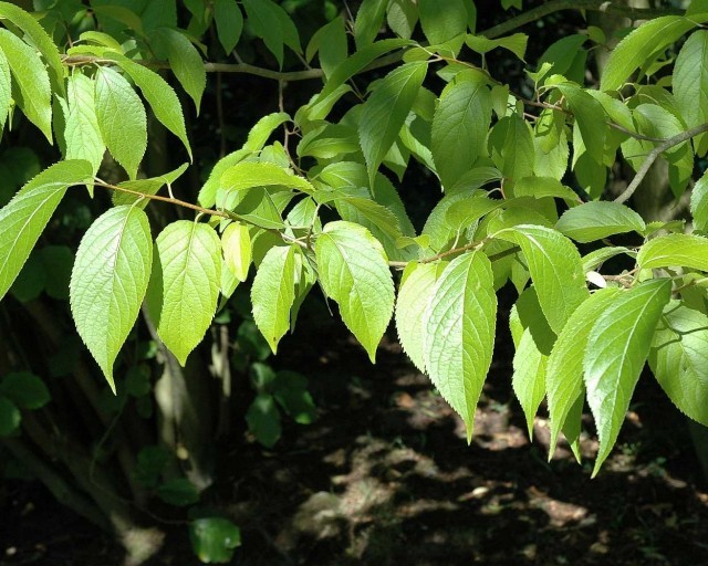 Eucommia Ulmoides Hardy Rubber Tree 15 Seeds Seeds And Bulbs