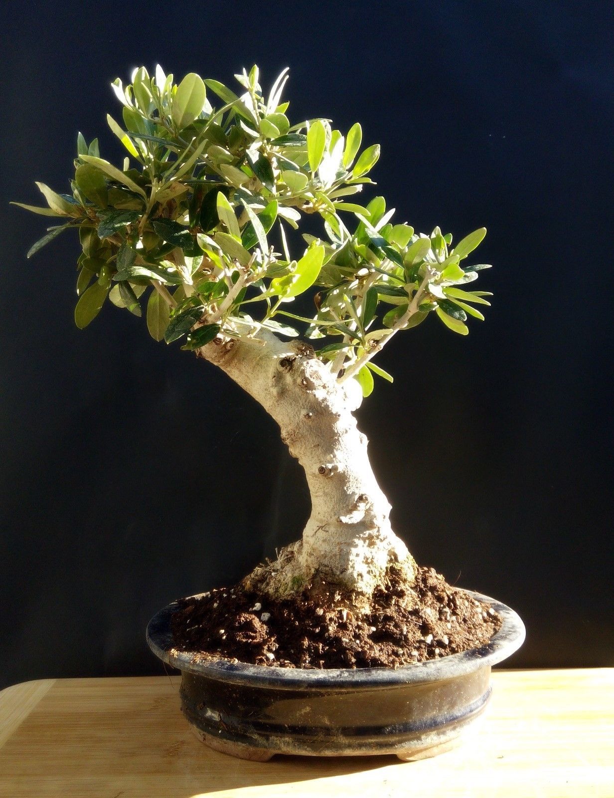 Giant Olive tree Bonsai very old plant From the private collection