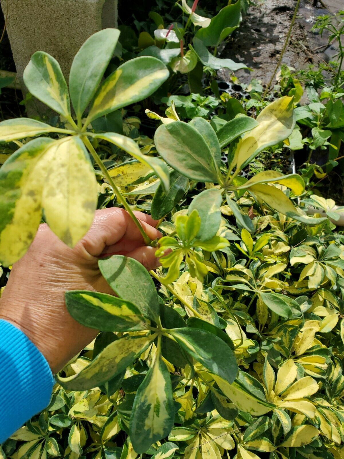 Variegated Umbrella Tree Live PlantSchefflera arboricola