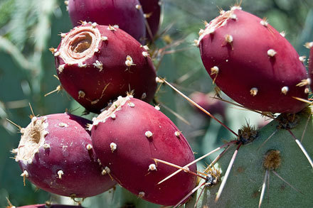 5 Red Cactus Pear Seeds-1035