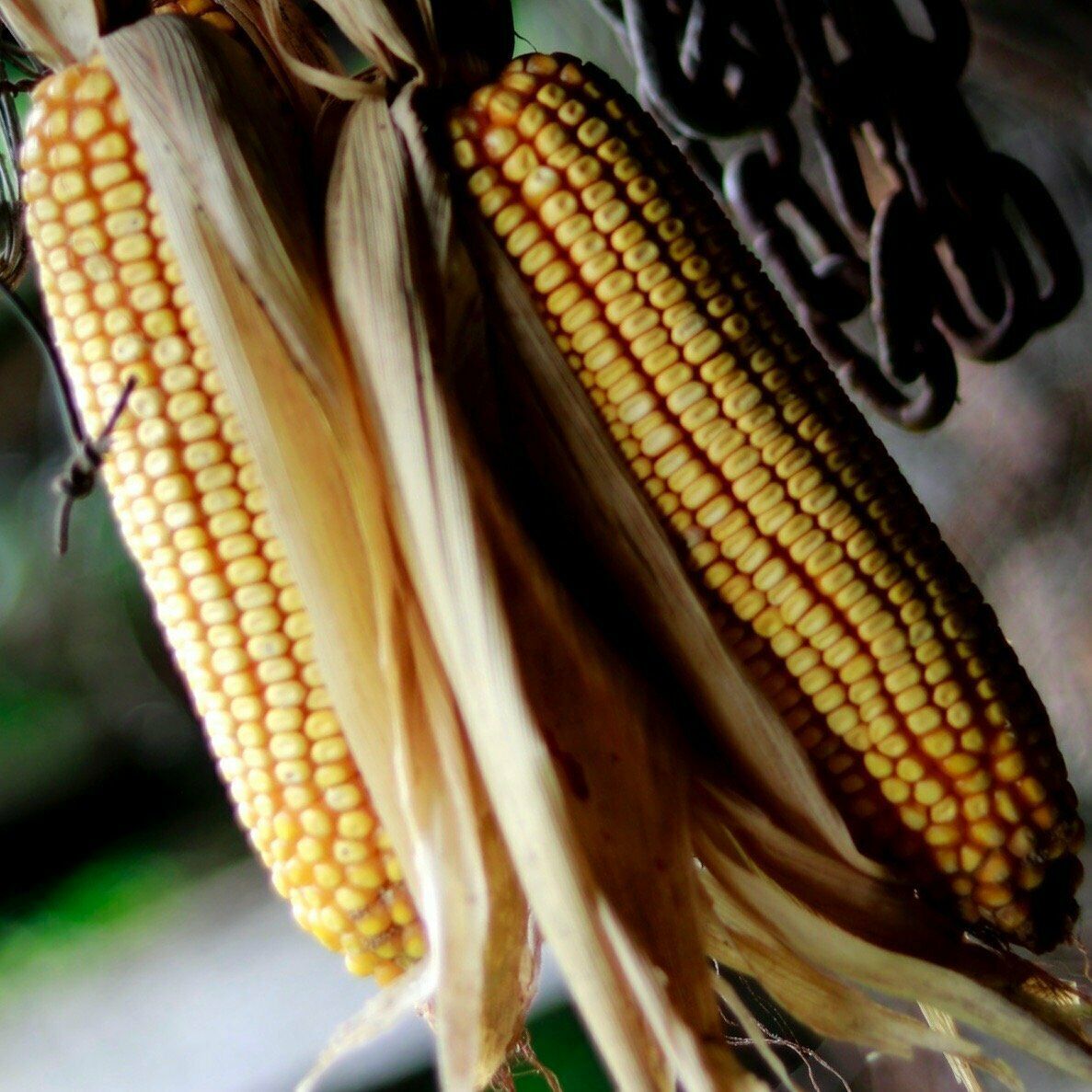 Reid's Yellow Dent Field Corn Seed Reid's Yellow Dent Field Corn Seed