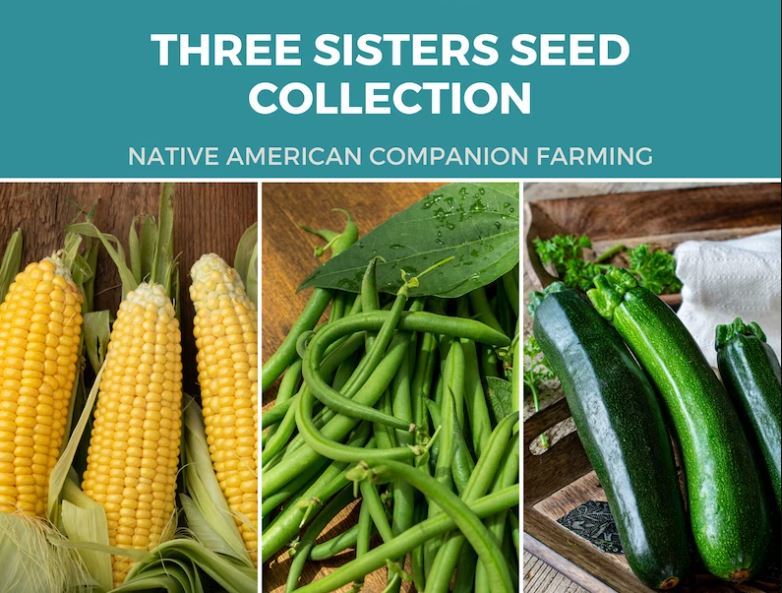 Three Sisters Seed Collection Native American Farming Corn, Bean, Squash Seeds - $37.20
