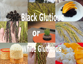 Thai Glutinous Sticky Rice 100 Heirloom Seeds ORYZA SATIVA Choose Black or White - $2.85+