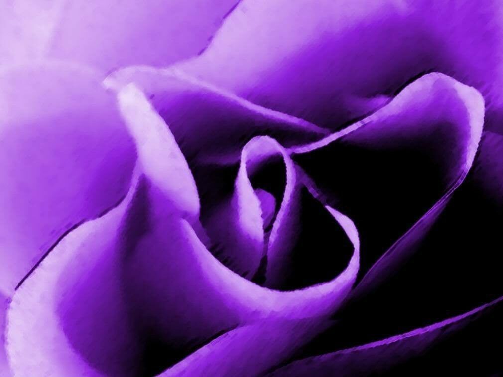 Primary image for 5 Pcs Purple Rose Seeds #MNSF
