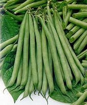 Slenderette Bush Bean Seeds, Non GMO,Organic 20+ Seeds, Great Tasting and Health - $5.94