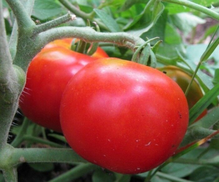 Homestead 24 Tomato Seed - Heat Tolerant Tomatoes Garden Seeds (0.5gr ...