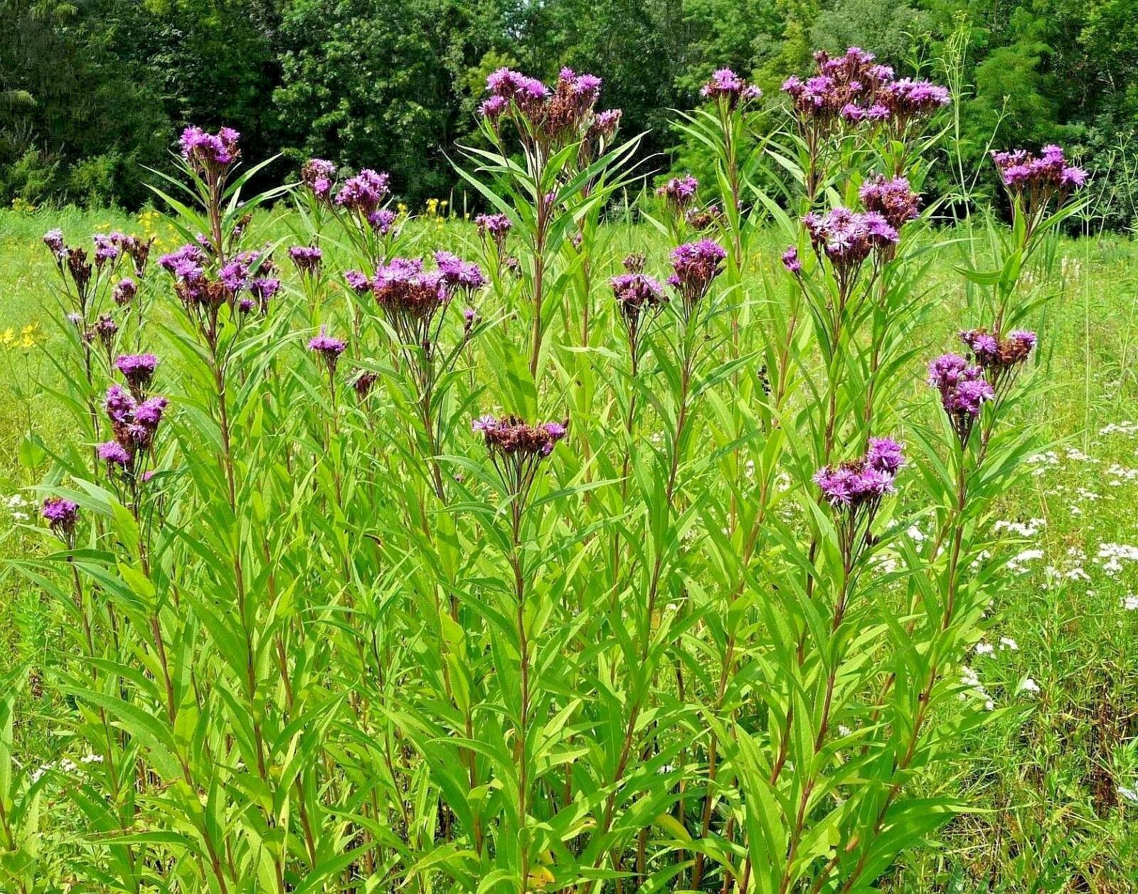/ SMOOTH IRONWEED Seeds American Native Wildflower 46ft