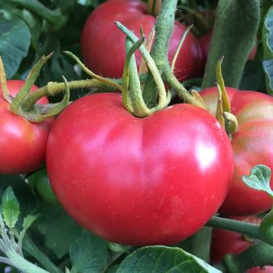 Non GMO - Tomato Bradley Heirloom - 25 Fresh Seeds