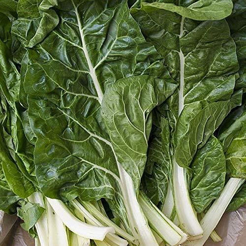 Fordhook Giant Swiss Chard Seeds - 100 Count Seed Pack - Non-GMO - A Standard Gr