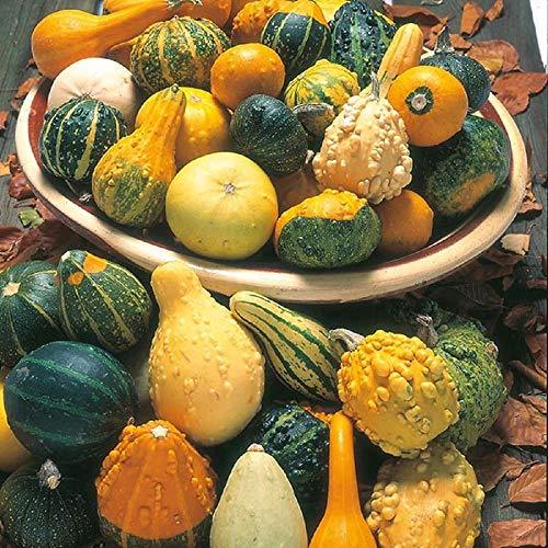 Large Gourd Mix Seeds - 25 Count Seed Pack - Non-GMO - A Wonderful Collection of