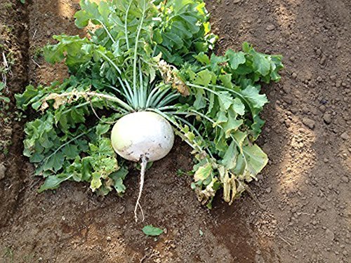 Primary image for COOL BEANS N SPROUTS - Radish Seeds, Large Pearl Radish, Radish Seeds,1 lb Seeds