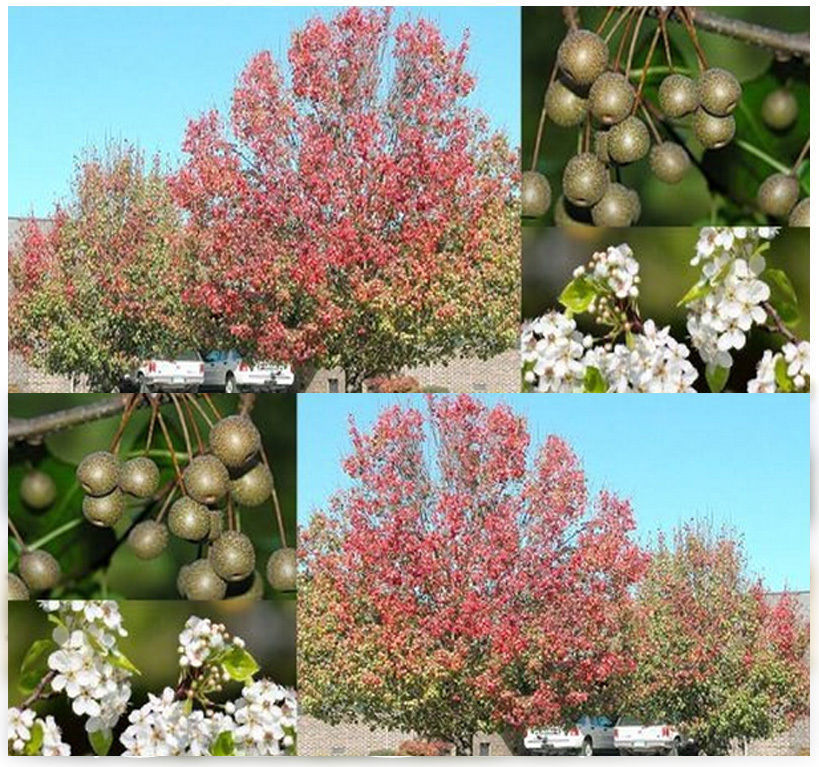 10 Bradford Callery Pear Tree Seeds Pyrus calleryana Tree Seeds
