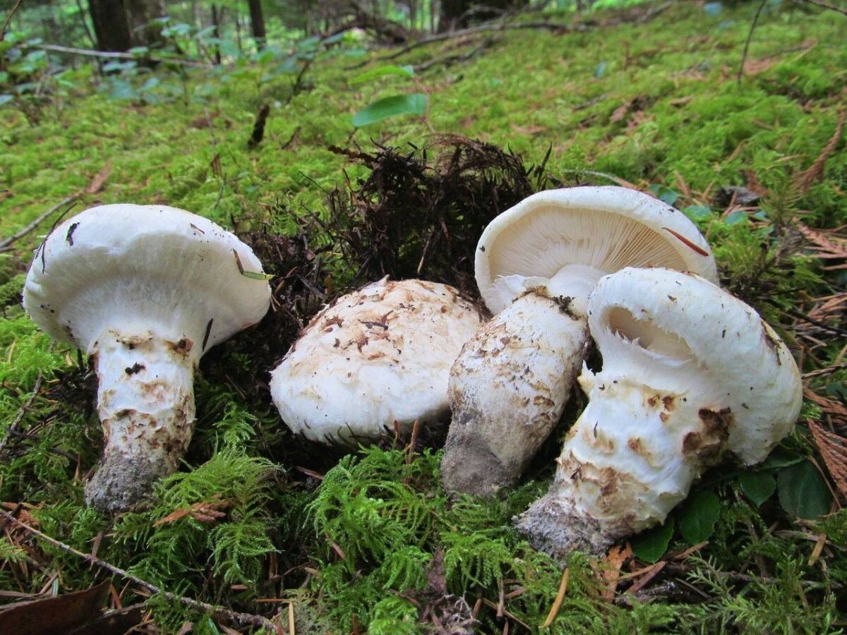 10 g Fresh WHITE MATSUTAKE Tricholoma Magnivelare Mushroom Spawn Seeds Mycelium Mushrooms