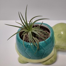 Sea Turtle Planter with Air Plant, 5" Blue Green Ceramic Tortoise Pot, Airplant image 4