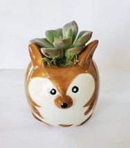 Ceramic Animal Planter & Live Succulent 2" Kangaroo Pot Echeveria Green Burgundy image 1