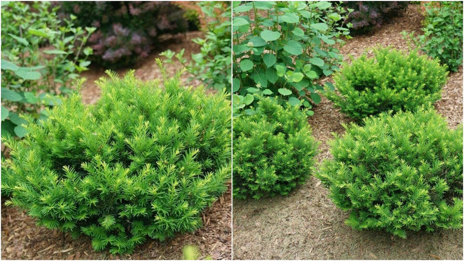 Yew Stonehenge Dark Druid Taxus x Media Outdoor 4