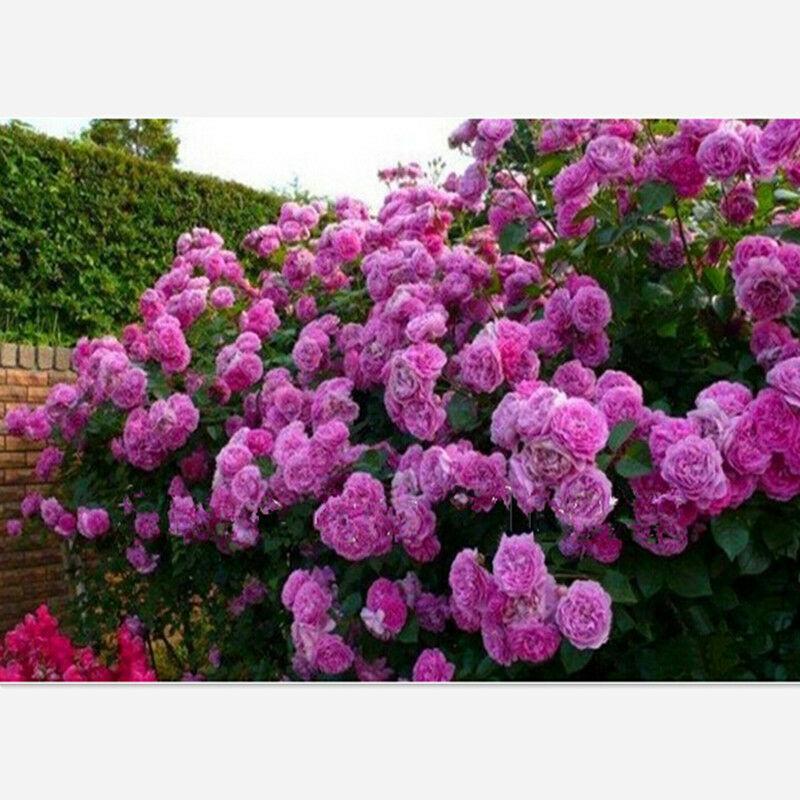 20++ PURPLE FAIRY CLIMBING ROSE Seeds USA SELLER - Annual & Biennial Seeds