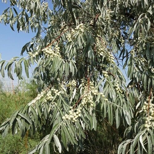 Russian Olive Tree Seeds (Elaeagnus Angustifolia) 5+Seeds Tree Seeds