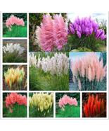 200 seeds Mixed Colors Pampas Grass Plant Bonsai Balcony Colorful Grass ... - $16.00