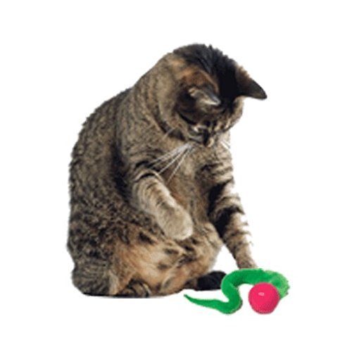 wicked ball cat toy