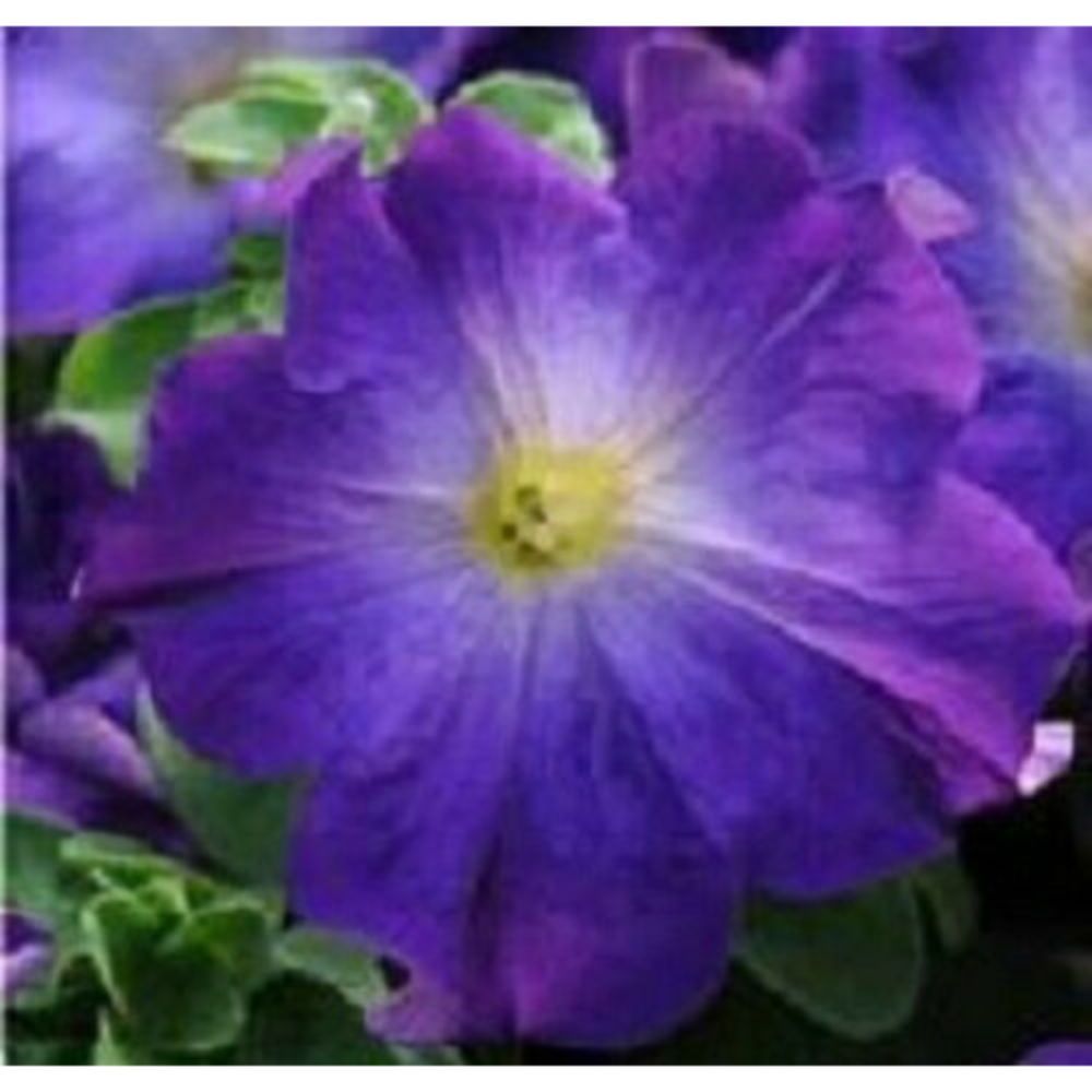 Petunia Pelleted Sophistica Blue Morn Flower 15 Seeds 