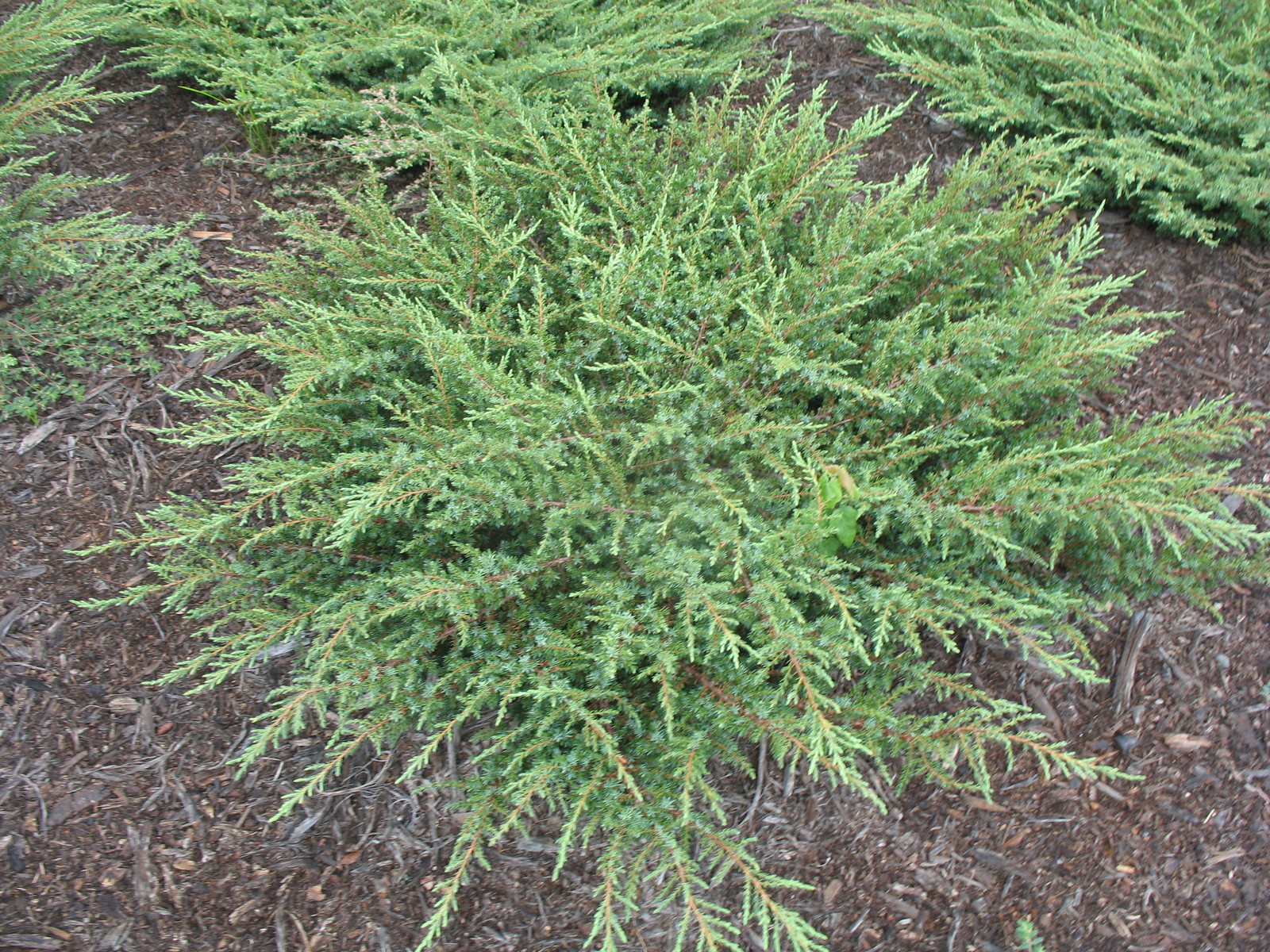 Live Green Carpet Juniper - Juniperus communis 'Green Carpet' Plant Fit ...