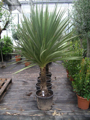 Blue Dracaena, Cordyline indivisa, 50 Seeds (Tropical Evergreen) - Tree ...