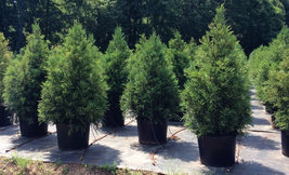 CRYPTOMERIA YOSHINO Japanese Cedar qt pot image 4