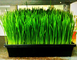 240 seeds wheatgrass, WHEAT/CAT GRASS, sprouts - $11.99