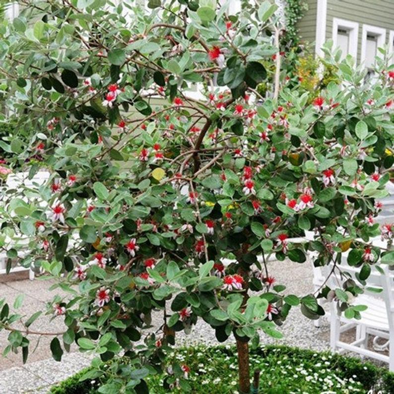 20Pcs Pineapple Guava Tree Seeds Acca Sellowiana Fruit Seed Fruit Seeds