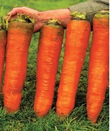 100 seeds Carrots Krasnyy Velikan - Red Giant Organic Russian Heirloom V... - $14.90