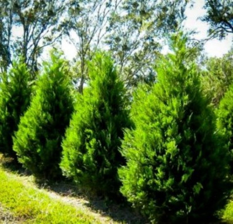1 Well Rooted 6 Leyland Cypress Plant, Cypress Tree Plant Live For Planting -DL