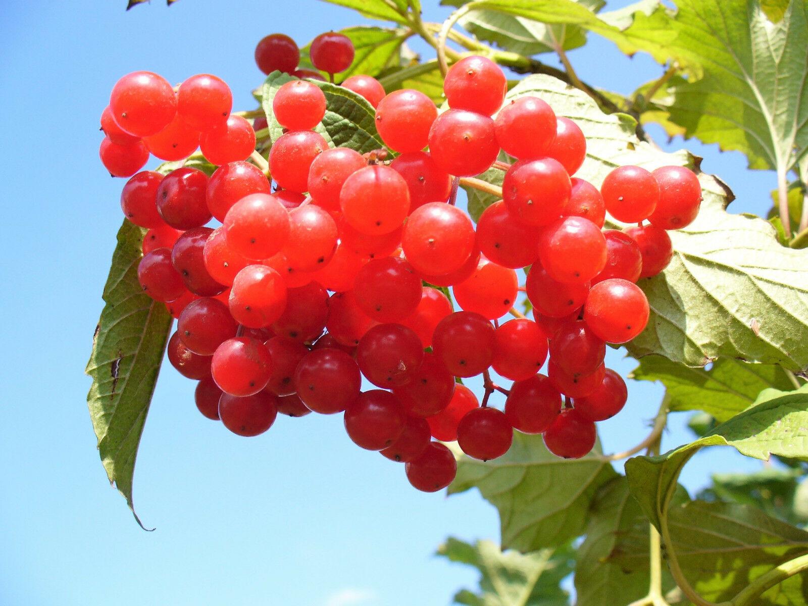 20 AMERICAN HIGHBUSH CRANBERRY Viburnum Trilobum Red Fruit Shrub Seeds