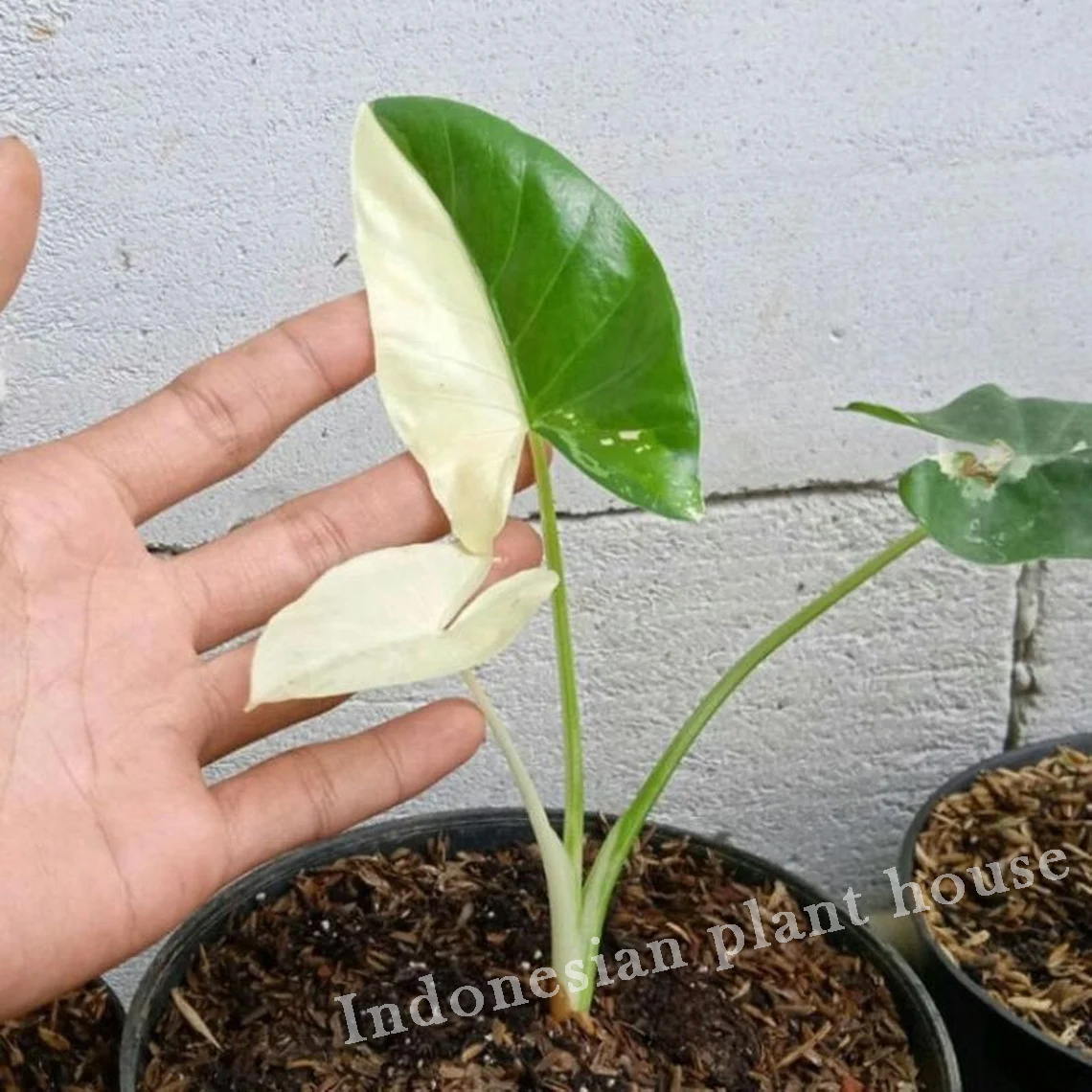 Alocasia Macrorrizha Variegated Free Certificate Phytosanitary DHL Express