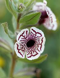 Rare Calico Monkey Flower Mimulus Pictus 100 Seeds Rare Garden Flowers Planting