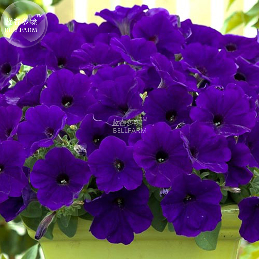 Petunia Dark Purple Bonsai Annual Flower Seeds, 200 seeds, professional