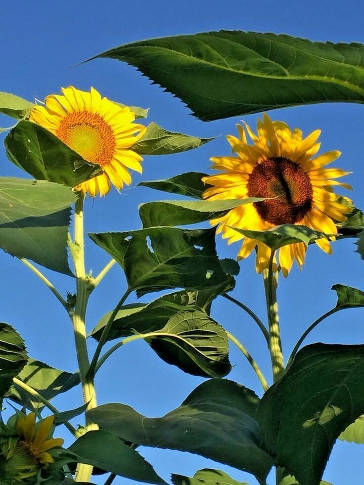 Giant Skyscraper Sunflower 100 Flower Seeds Annual & Biennial Seeds