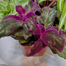 Purple Passion Plant, Gynura aurantiaca,  2 inch Live Plant, Purple House Plant