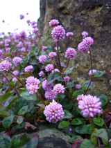 SHIPPED FROM US 40 Punching Balls Persicaria Polygonum Flower Seeds, SB01 - $15.00