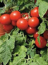 Large Red Cherry Tomato 800 Seeds Very Productive Outdoor Living Tkmokey - $59.40