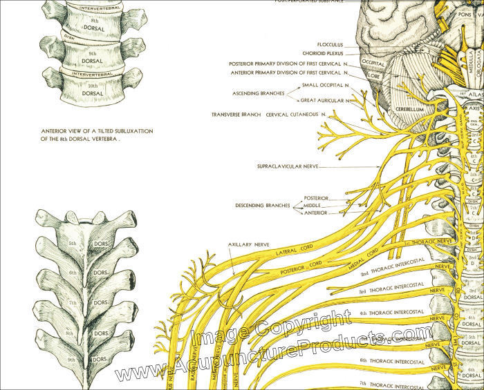 Vertebral Subluxation Spinal Nerves Poster 18 X 24 Chiropractic Chart ...