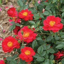 4" pot - Urban Legend OSO Easy Rose - Proven Winners - Outdoor Living - $55.99