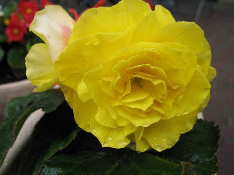Begonia Tuberosa Double Yellow Flower - 30 and 50 similar items