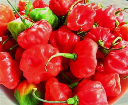 SWEET CHILI PEPPER, mild aji cubano dulce CACHUCHA spanish dishes seed ...